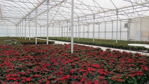 A Fréjus, les établissement Ottenwaelder ont célébré les soixante ans d’existence de leur établissement et ont inauguré une nouvelle serre de production de plus de 3 000 m2. ©P.Fayolle